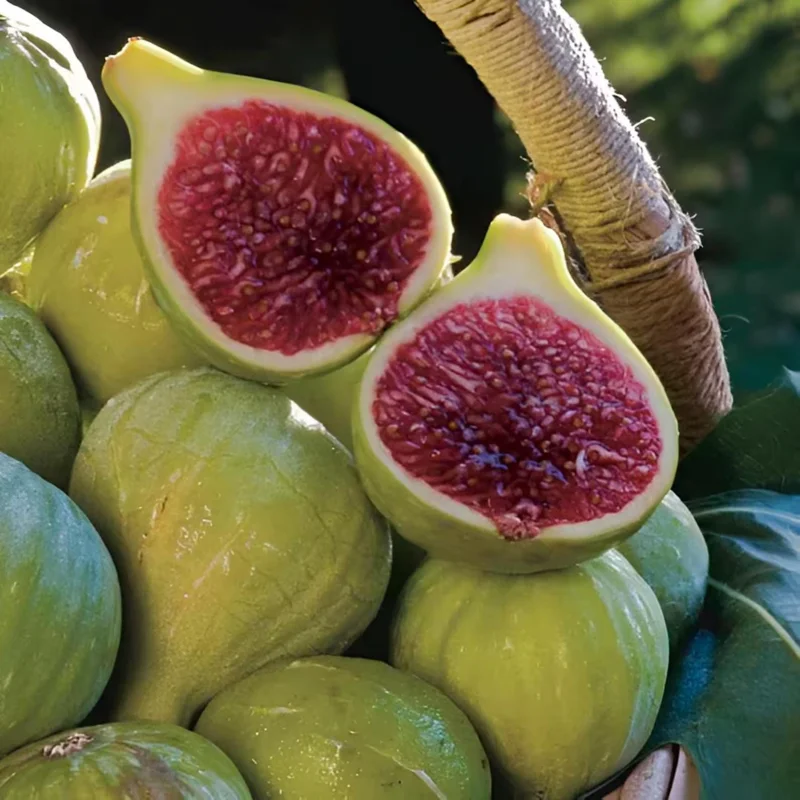 Green Ischia Fig Tree Live Plant - 5-9" Tall Starter - Cold Hardy USDA Zone 7-10 - Image 3