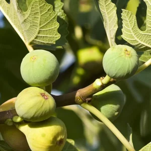 Green Ischia Fig Tree Live Plant - 5-9