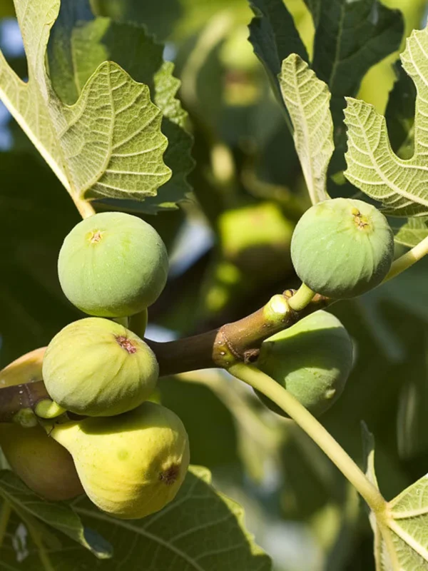 Green Ischia Fig Tree Live Plant - 5-9" Tall Starter - Cold Hardy USDA Zone 7-10 - Image 4