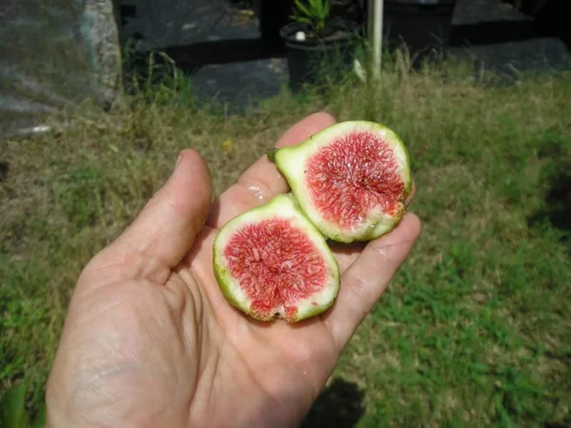 Green Ischia Fig Tree Live Plant - 5-9" Tall Starter - Cold Hardy USDA Zone 7-10 - Image 5