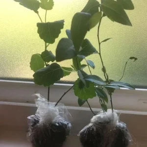 Green Ischia Fig Tree Live Plant - 5-9