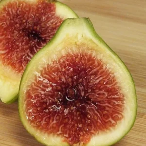 Green Ischia Fig Tree Live Plant - 5-9" Tall Starter - Cold Hardy USDA Zone 7-10 - Image 1