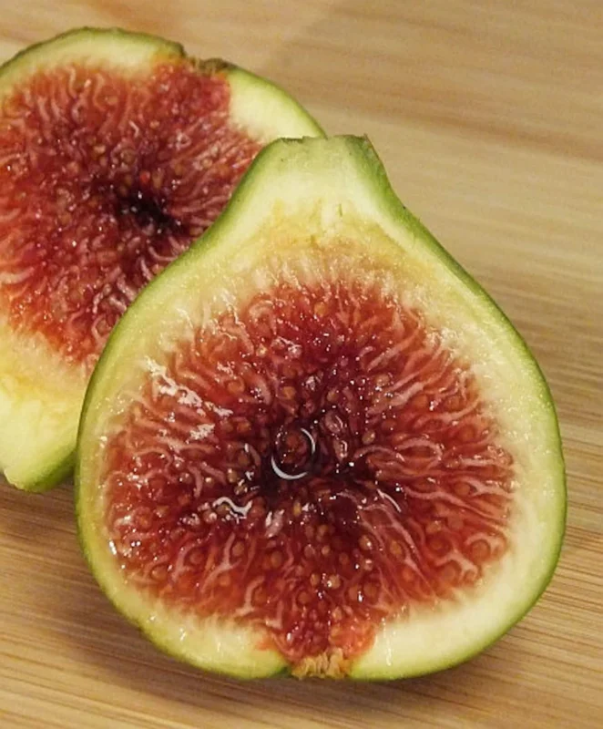Green Ischia Fig Tree Live Plant - 5-9" Tall Starter - Cold Hardy USDA Zone 7-10 - Image 1