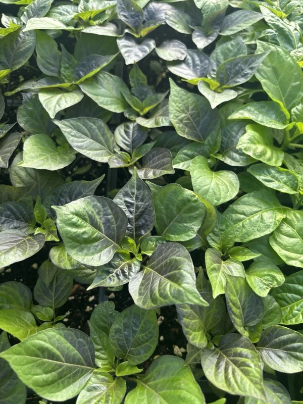 GREEN JALAPENO CHILI LOT OF 3 Super Hot Pepper LIVE PLANTS - Image 1