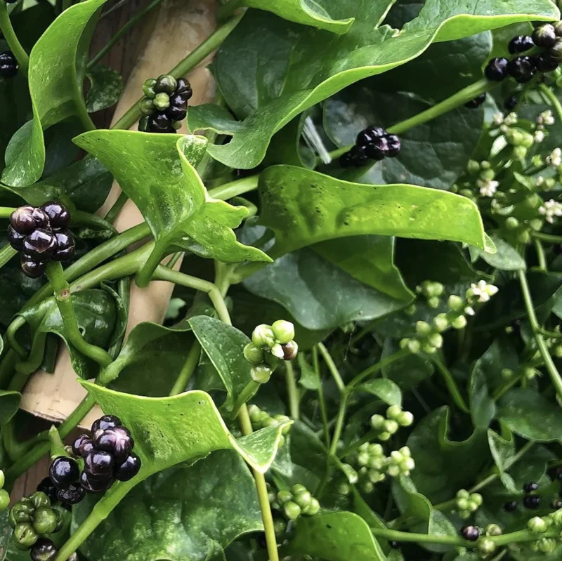 Green Malabar Spinach Live Plants - Basella Alba Vines, 5-9 Inches, 2 Pack - Image 2