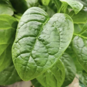 Green Malabar Spinach Live Plants - Basella Alba Vines, 5-9 Inches, 2 Pack - Image 3