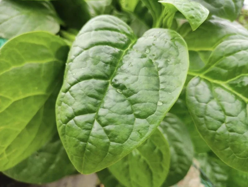 Green Malabar Spinach Live Plants - Basella Alba Vines, 5-9 Inches, 2 Pack - Image 3