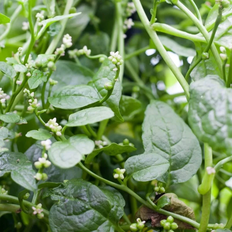 Green Malabar Spinach Live Plants - Basella Alba Vines, 5-9 Inches, 2 Pack - Image 1