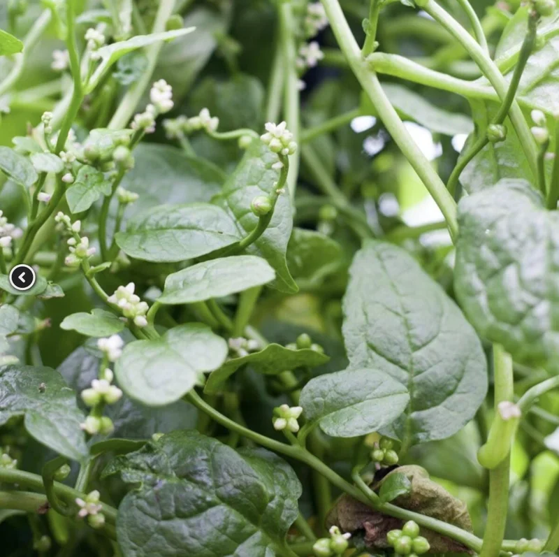 Green Malabar Spinach Live Plants - Basella Alba Vines, 5-9 Inches, 2 Pack - Image 4