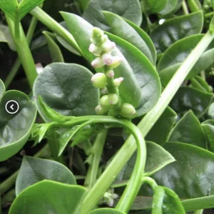 Green Malabar Spinach Live Plants - Basella Alba Vines, 5-9 Inches, 2 Pack - Image 5
