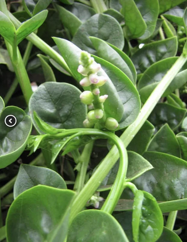 Green Malabar Spinach Live Plants - Basella Alba Vines, 5-9 Inches, 2 Pack - Image 5