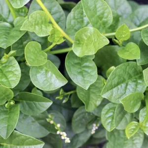 Green Malabar Spinach Live Plants - Basella Alba Vines, 5-9 Inches, 2 Pack - Image 6