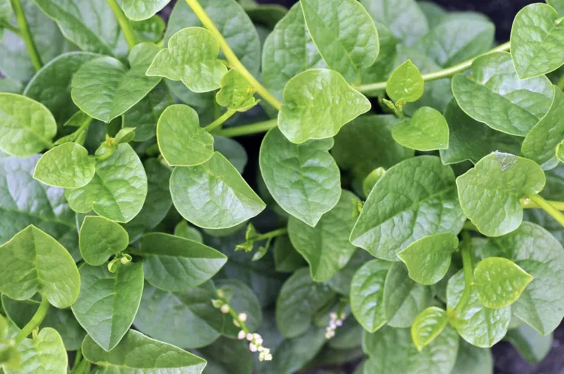 Green Malabar Spinach Live Plants - Basella Alba Vines, 5-9 Inches, 2 Pack - Image 6