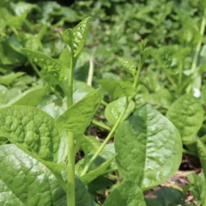 Green Malabar Spinach Live Plants - Basella Alba Vines, 5-9 Inches, 2 Pack - Image 7