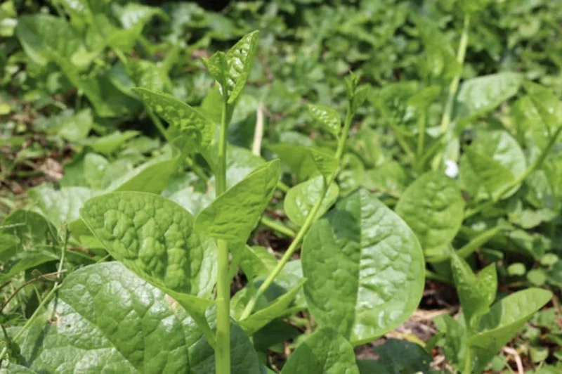Green Malabar Spinach Live Plants - Basella Alba Vines, 5-9 Inches, 2 Pack - Image 7