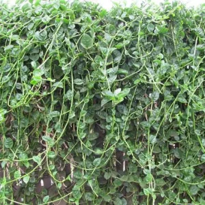 Green Malabar Spinach Live Plants - Basella Alba Vines, 5-9 Inches, 2 Pack - Image 8