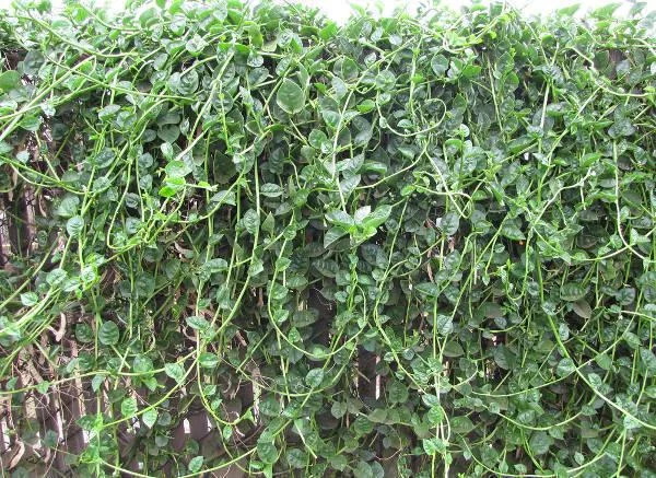 Green Malabar Spinach Live Plants - Basella Alba Vines, 5-9 Inches, 2 Pack - Image 8