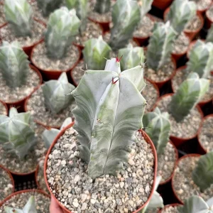 Grey Ghost Organ Pipe Cactus Live Plant - Stenocereus Pruinosus, 2