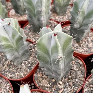 Grey Ghost Organ Pipe Cactus Live Plant - Stenocereus Pruinosus, 2