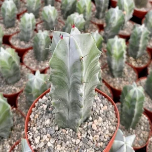 Grey Ghost Organ Pipe Cactus Live Plant - Stenocereus Pruinosus, 2" or 6" Pot - Image 1