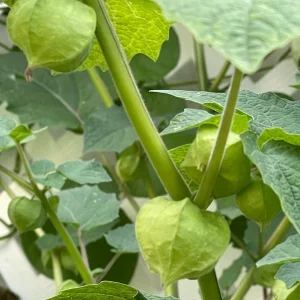 Ground Cherry Seedling Live Plant – 4in Pot Edible Fruit Bush - Image 2