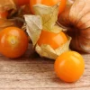 Ground Cherry Seedling Live Plant – 4in Pot Edible Fruit Bush - Image 1