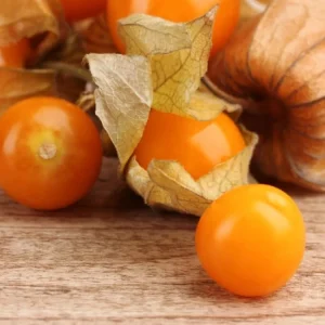 Ground Cherry Seedling Live Plant – 4in Pot Edible Fruit Bush - Image 1