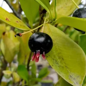 Grumichama Brazilian Cherry Live Plant - 8-12in, Half Gallon Pot, Fruit Tree - Image 2
