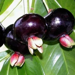 Grumichama Brazilian Cherry Live Plant - 8-12in, Half Gallon Pot, Fruit Tree - Image 1