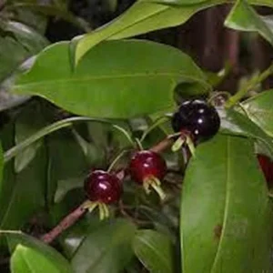 Grumichama Brazilian Cherry Tree Live Plant – 14-18in Tall – 1 Gallon Pot - Image 2