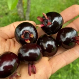 Grumichama Brazilian Cherry Tree Live Plant – 14-18in Tall – 1 Gallon Pot - Image 1