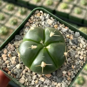 Gymnocalycium Horstii Cactus Live Plant – Green Tomato Cactus in 4 inch Pot - Image 2