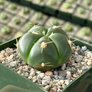 Gymnocalycium Horstii Cactus Live Plant – Green Tomato Cactus in 4 inch Pot - Image 3