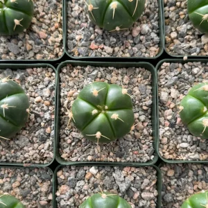 Gymnocalycium Horstii Cactus Live Plant – Green Tomato Cactus in 4 inch Pot - Image 4