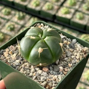 Gymnocalycium Horstii Cactus Live Plant – Green Tomato Cactus in 4 inch Pot - Image 1