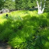 HAKONECHLOA Macra 'ALL GOLD' - Japanese Forest Grass - Starter Plant - Image 1
