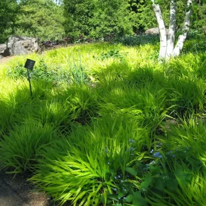 HAKONECHLOA Macra 'ALL GOLD' - Japanese Forest Grass - Starter Plant - Image 1
