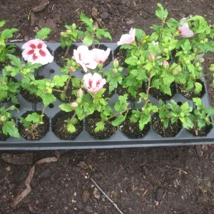Hamabo Rose of Sharon Live Plant - White Pink Hibiscus Syriacus, 5-7 Inch Starter - Image 2