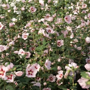 Hamabo Rose of Sharon Live Plant - White Pink Hibiscus Syriacus, 5-7 Inch Starter - Image 1