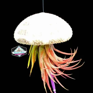 Hanging Air Plant Kit - 2 Tillandsia ionantha Live Plants in Sea Urchin Planters - Image 2