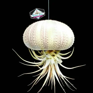 Hanging Air Plant Kit - 2 Tillandsia ionantha Live Plants in Sea Urchin Planters - Image 3