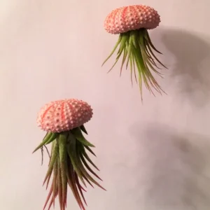 Hanging Air Plant Kit - 2 Tillandsia ionantha Live Plants in Sea Urchin Planters - Image 1