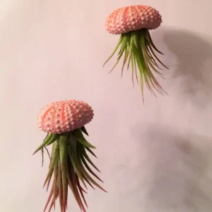 Hanging Air Plant Sea Urchin Planter Double Kit - Tillandsia Ionantha Live Plant Decor - Image 2