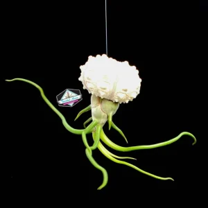 Hanging Air Plant Sea Urchin Planter Set - 3 Live Tillandsia Kits, 2-7