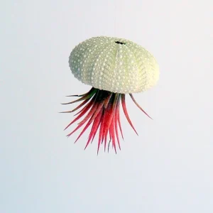 Hanging Air Plant Sea Urchin Planter Set - 3 Live Tillandsia Kits, 2-7