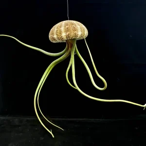 Hanging Air Plant Sea Urchin Planter Set - 3 Live Tillandsia Kits, 2-7