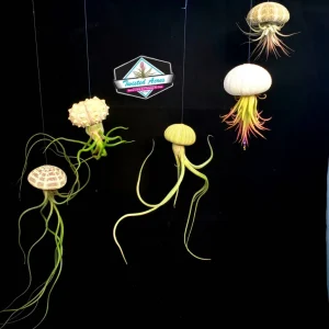 Hanging Air Plant Sea Urchin Planter Set - 3 Live Tillandsia Kits, 2-7" Plants - Image 1
