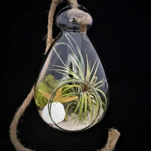 Hanging Air Plant Terrarium Kit – Live Tillandsia, Glass Orb, Rope – 7x6 Inch Coastal Decor - Image 2