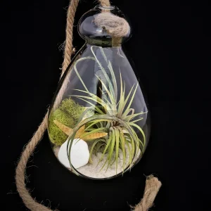 Hanging Air Plant Terrarium Kit – Live Tillandsia, Glass Orb, Rope – 7x6 Inch Coastal Decor - Image 1
