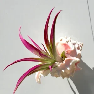 Hanging Air Plant Tillandsia in Pink Murex Seashell - Live Plant Decor - Image 2